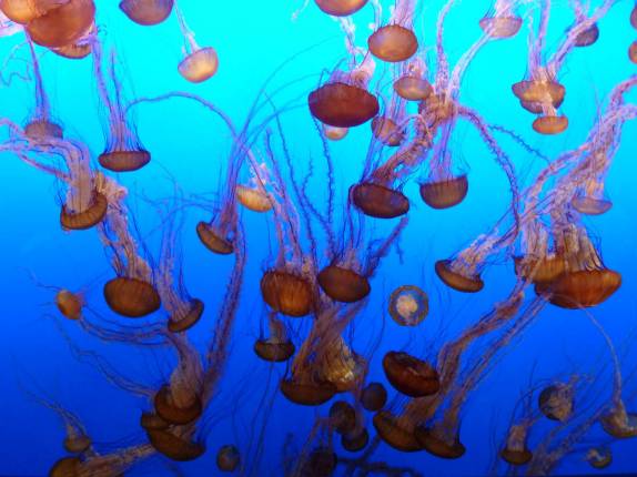 O Aquário de Monterey tem uma fantástica exposição de águas-vivas (no litoral da Califórnia, nos Estados Unidos)